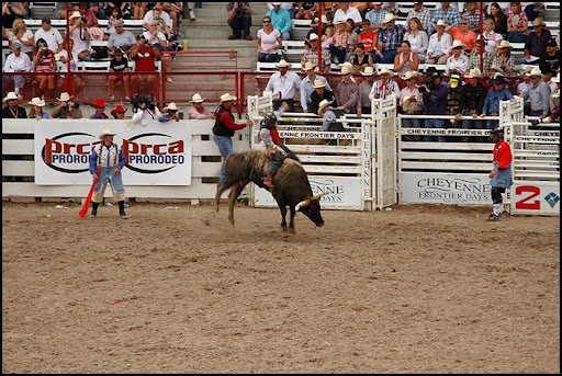 Raising bulls for bull riding - dadsflower